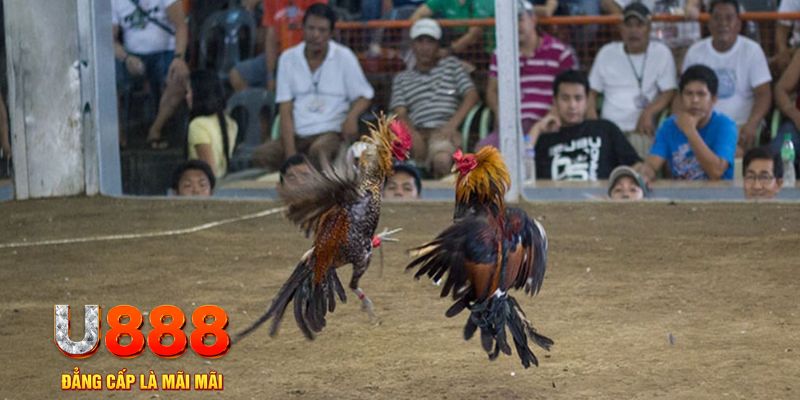 88i đăng nhập mậu binh khuyến mãi