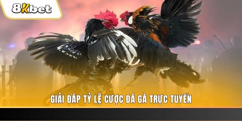 88i trực tiếp đá gà thomo